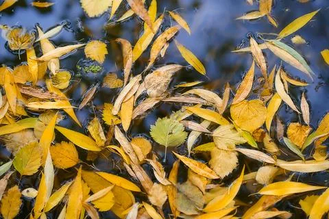 Autumn leaf fall on the surface of a lake. Stock Photos