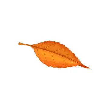 Autumn leaf, fall trees foliage of forest leaves Stock Illustration