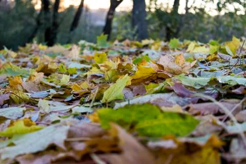 Autumn leaf fall with yellow and green leaves Stock Photos