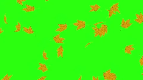 Autumn Leaf falling effect Green Screen Stock video Footage Stock Footage 297696439