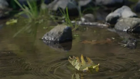 Autumn leaf falling in a lake Stock Footage 102885679