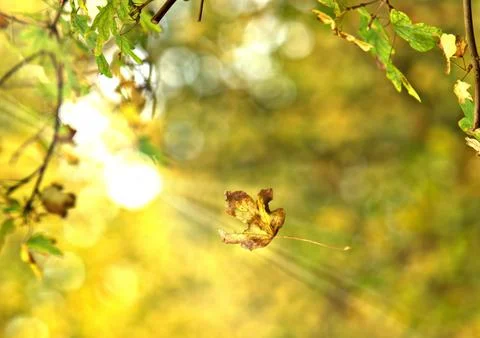 Autumn leaf falling Foto stock