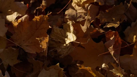 Autumn Leaf Falling onto Pile of Dry Maple Leaves on Ground Stock Footage 346008484