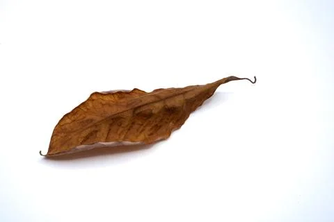 Autumn leaf falling on white background. Dried brown maple foliage isolated for Stock Photos