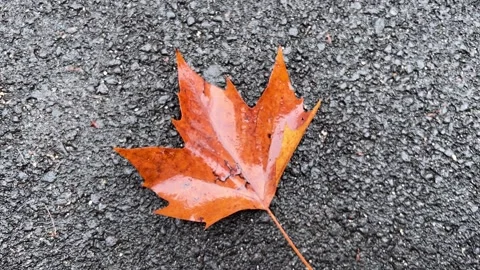 Autumn leaf falls on the asphalt Stock Footage 228724941