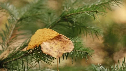 Autumn leaf fell on branches of evergreen Christmas tree, people push branches Stock Footage 128802863