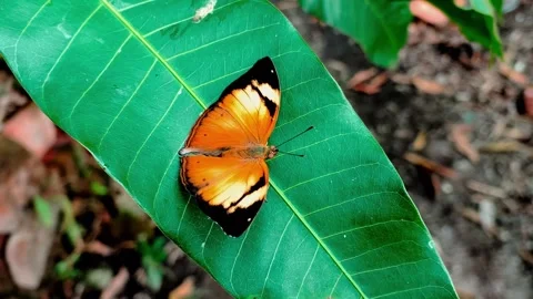 Autumn Leaf Female Butterfly Flapping Wings on Green Mango Leaf Stock Footage 339289014