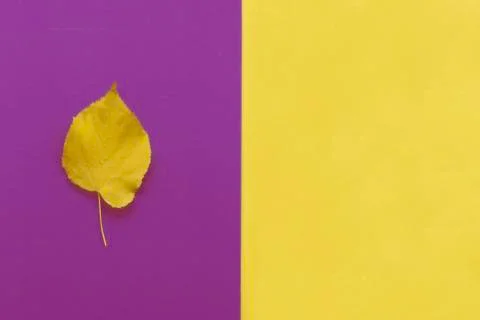 Autumn leaf flat lay composition. Yellow leaf on colorful paper background. T Stock Photos