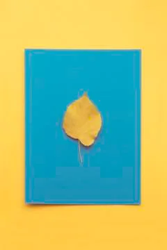 Autumn leaf flat lay composition. Yellow leaf on colorful paper background. T Stock Photos