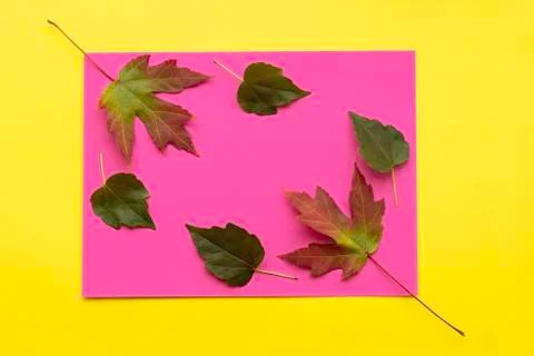 Autumn leaf flat lay composition. Green and red leaves on colorful paper back Stock Photos