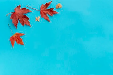 Autumn leaf flat lay composition. Frame from red maple foliage on blue paper  Stock Photos