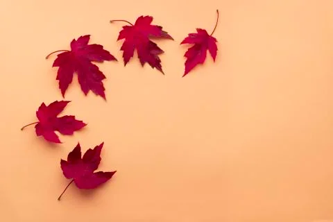 Autumn leaf flat lay composition. Frame from red maple leaves on orange paper Foto stock