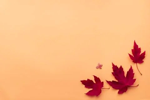 Autumn leaf flat lay composition. Frame from red maple leaves on orange paper Stock Photos