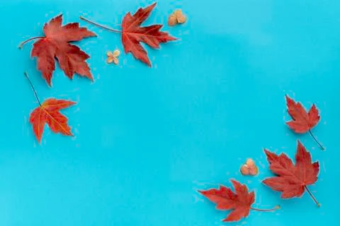 Autumn leaf flat lay composition. Frame from red maple leaves on blue paper b Stock Photos
