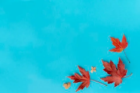 Autumn leaf flat lay composition. Frame from red maple foliage on blue paper  Stock Photos