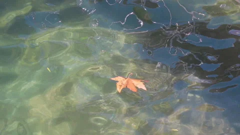 Autumn Leaf Floating on Calm Reflective Water Stock Footage 345774942