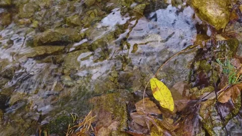 Autumn Leaf Floating in a Clear Forest Stream Stock Footage 320855092