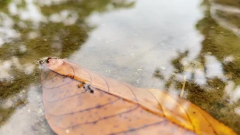 Autumn Leaf Floating on Clear Puddle Reflecting Overcast Sky and Tree Branches Stock Footage 341397487