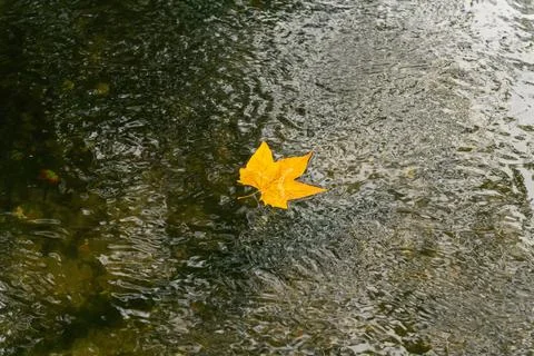 Autumn leaf floating in river Foto stock