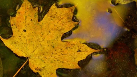 Autumn Leaf Floating In Water Stock Footage