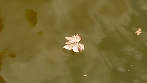 Autumn leaf is floating on the water Stock Footage 116997136