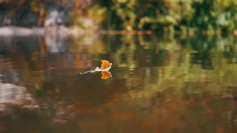 Autumn Leaf Floating on Water Stock Footage 293273352