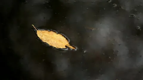 Autumn leaf floating on water. slow motion Stock Footage 8994738