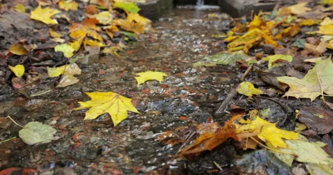 An autumn leaf floats in a stream surrounded by leaves. Video stock 288884971