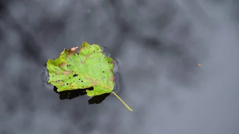 Autumn leaf floats in the wind in a puddle with the reflection of a tree Stock Footage 119019636