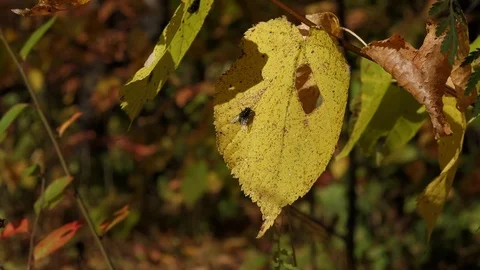 Autumn Leaf: Fly Resting on It Stock Footage 103286386