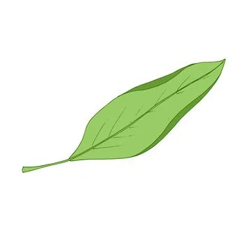 Autumn leaf fly in the wind. Tree leaf. Vector Stock Illustration