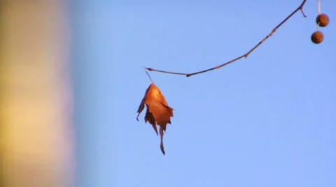 Autumn Leaf Stock Footage