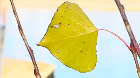 Autumn leaf Stock Footage 8851886