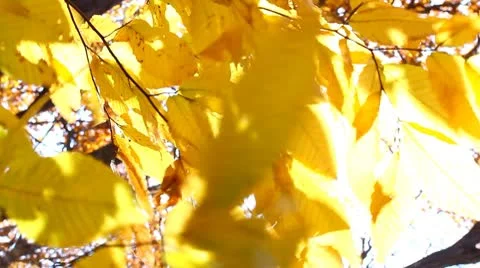 Autumn leaf Stock Footage 8949784