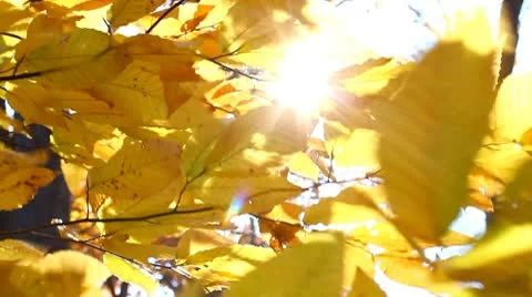 Autumn leaf Stock Footage 8949800