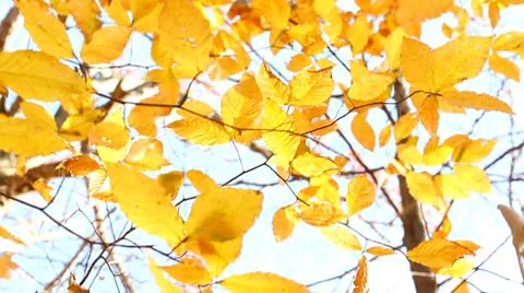 Autumn leaf Stock Footage 8949823