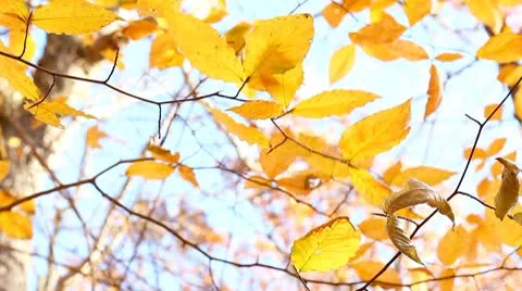 Autumn leaf Stock Footage 8950728