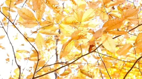 Autumn leaf Stock Footage 8950760