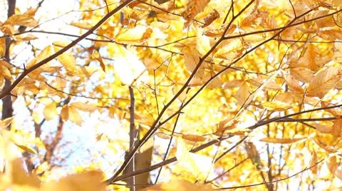 Autumn leaf Stock Footage 8950787