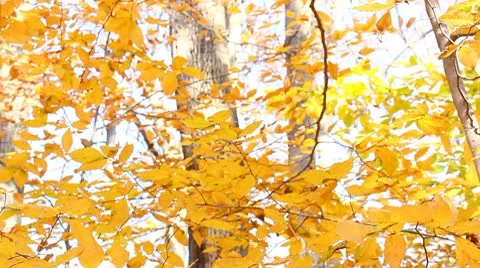 Autumn leaf Stock Footage 8950832