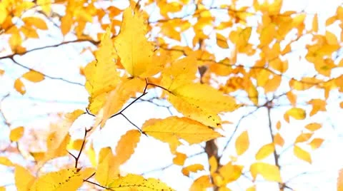 Autumn leaf Stock Footage 8951012