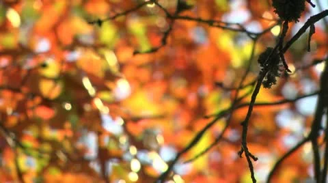 Autumn leaf Stock Footage 10578759