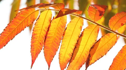 Autumn leaf Stock Footage 23395863