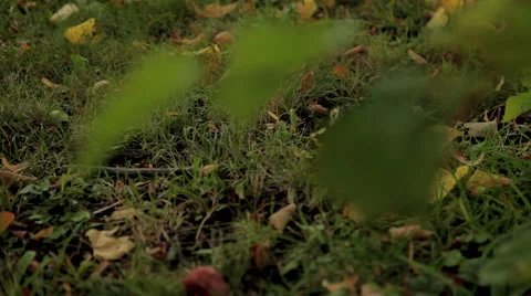 Autumn leaf Stock Footage 41433465