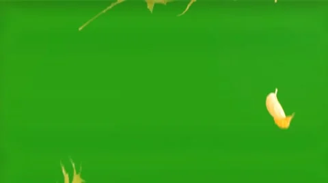 Autumn leaf Stock Footage 42607938