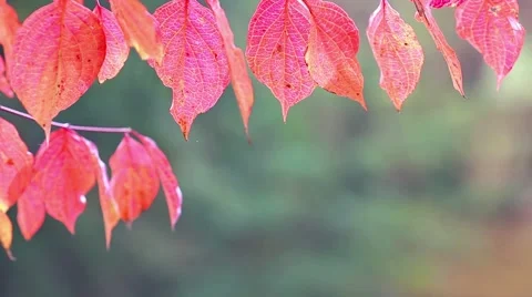 Autumn leaf Stock Footage 44390104