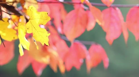 Autumn leaf Stock Footage 44390120