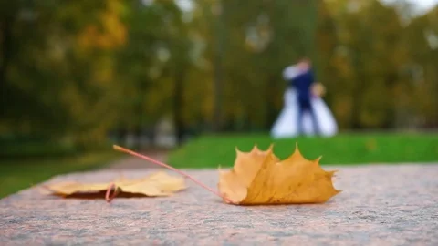 Autumn leaf Stock Footage 72601487
