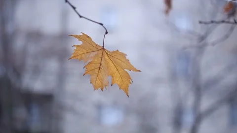 Autumn Leaf Stock Footage 123610798