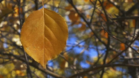 Autumn leaf Stock-Footage 162873716